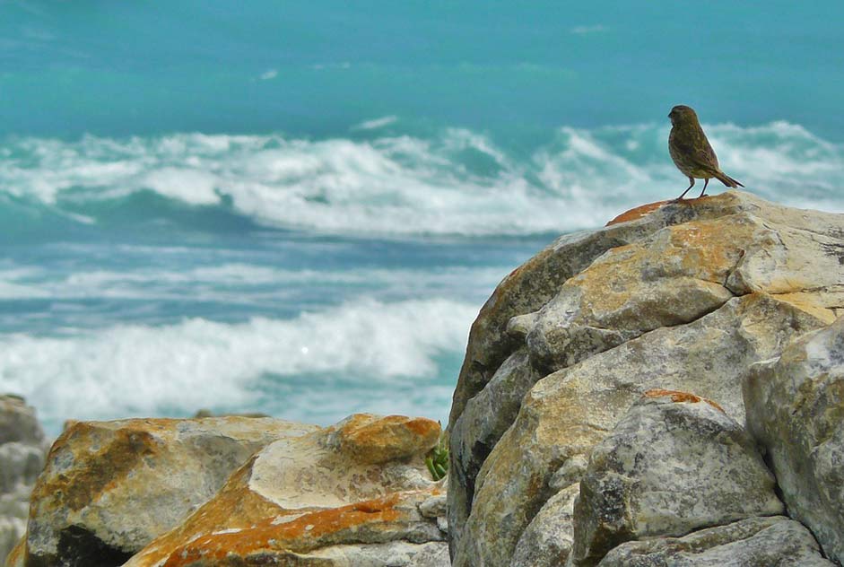 Surf Sea Rocky-Coast Coast