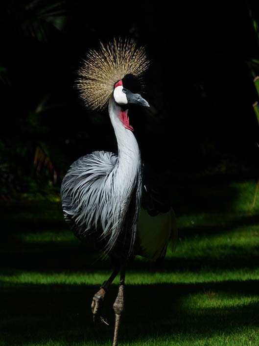  Spring-Crown Bird Crane