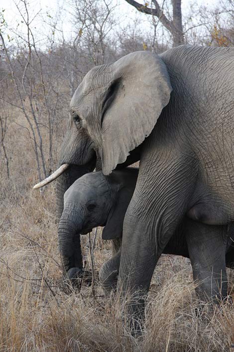 Elephants Safari South-Africa Duluni