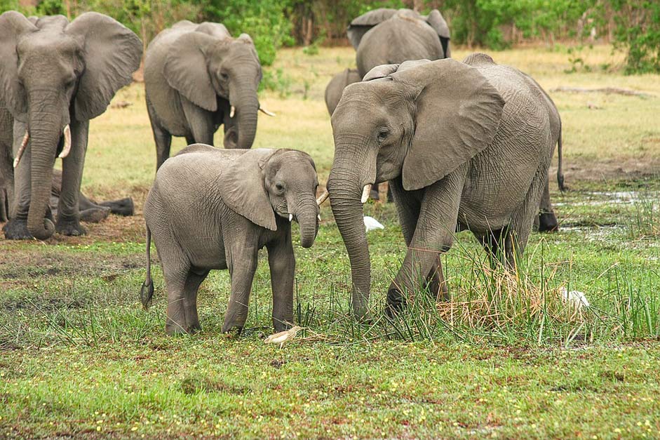 Proboscis African-Bush-Elephant Africa Elephant