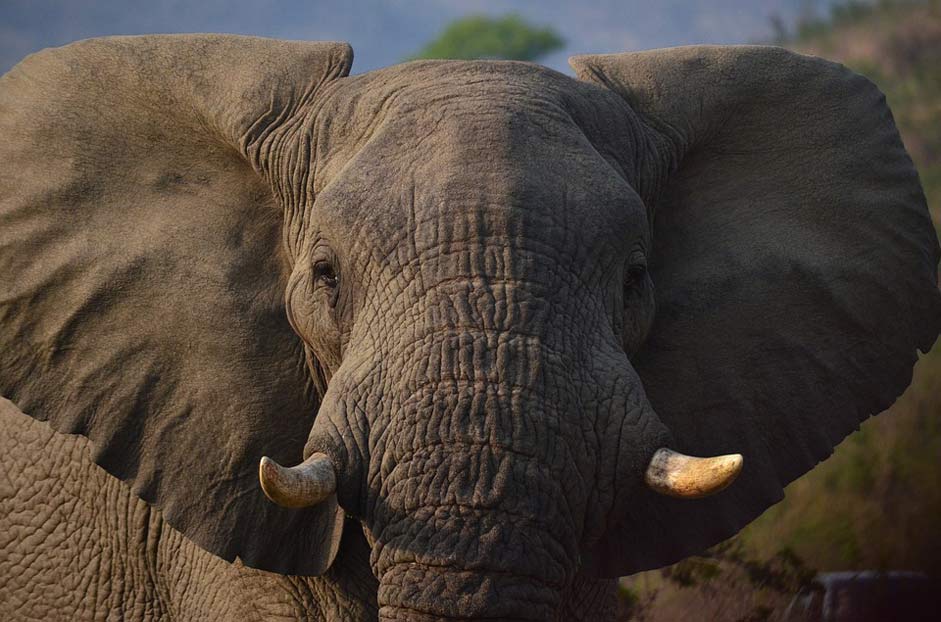 South-Africa Savannah Africa Elephant