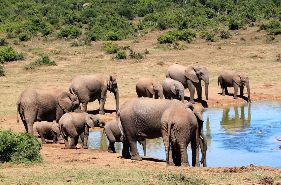  Wilderness African-Bush-Elephant Elephant