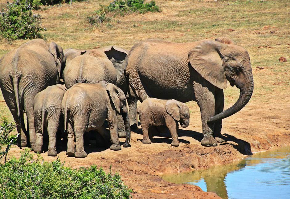Elephant-Family Herd-Of-Elephants Animal Elephant