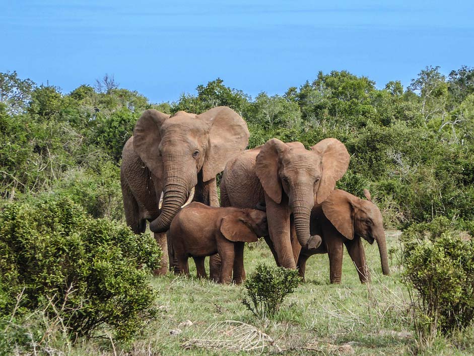 Africa Safari Elephant Elephant-Family