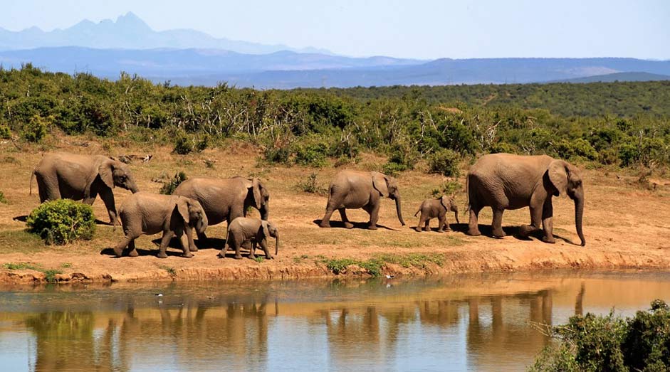  African-Bush-Elephant Herd-Of-Elephants Elephant