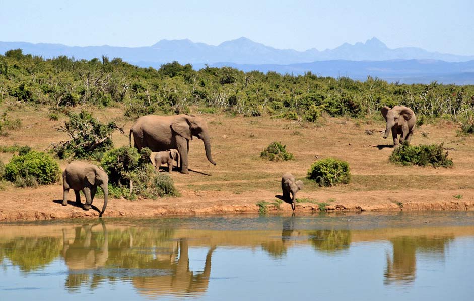  Animals Herd-Of-Elephants Elephant
