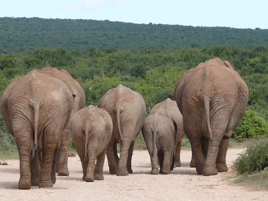 Safari Flock Herd-Of-Elephants Elephant