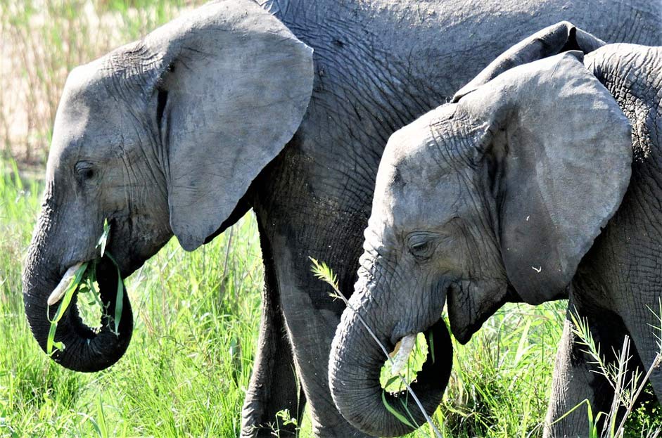 Nature South-Africa Mammal Elephant