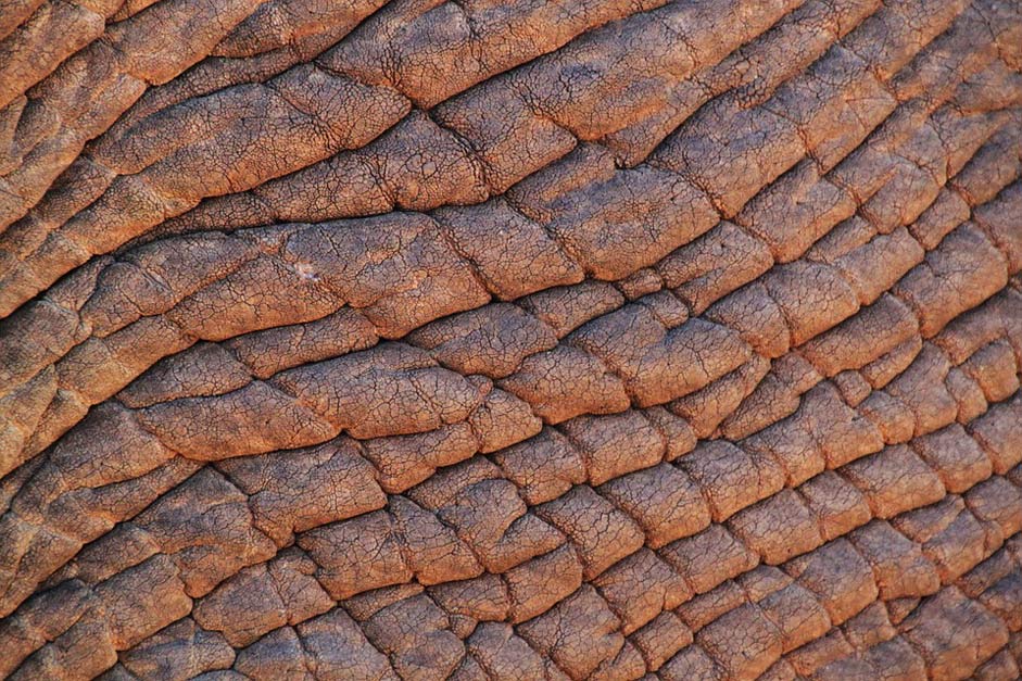 Africa African-Bush-Elephant Elephant Elephant-Skin