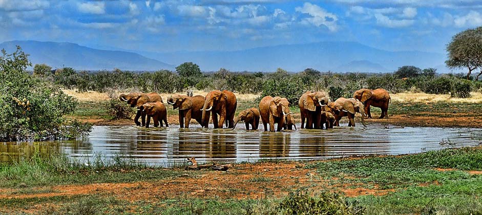 Africa Safari Watering-Hole Elephant