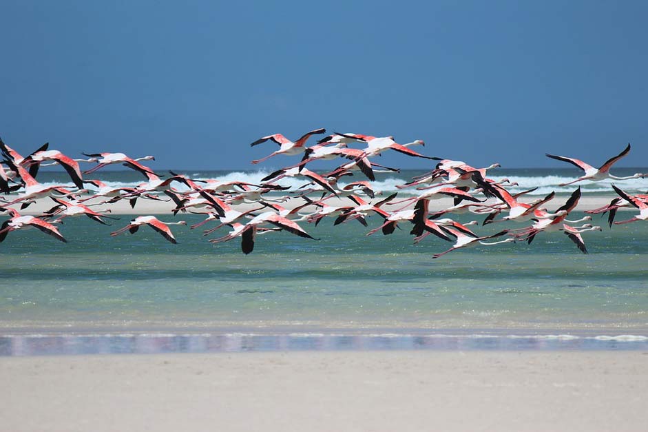 South-Africa Sea Beach Flamingo
