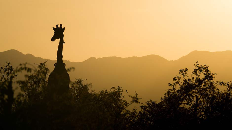 Sky Yellow Sunset Giraffe