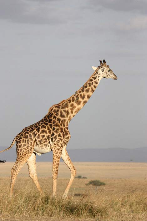 Africa Mammal Tall Giraffe