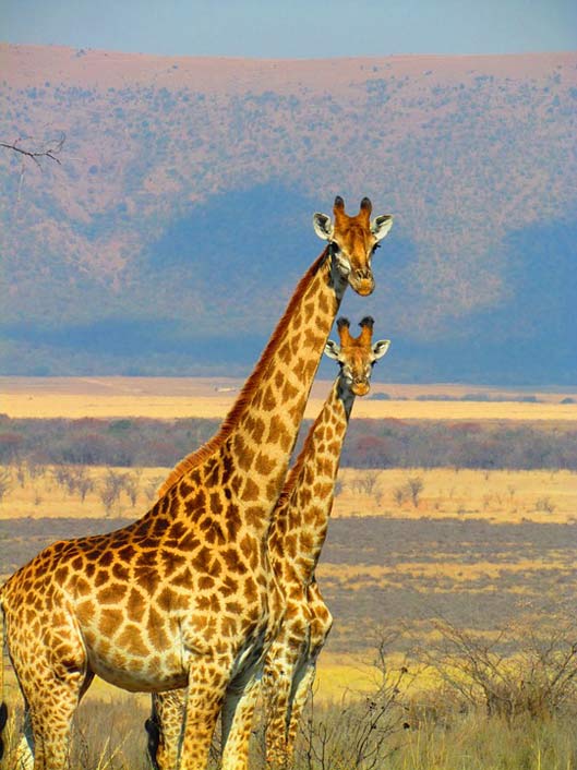 Africa Safari South-Africa Giraffes