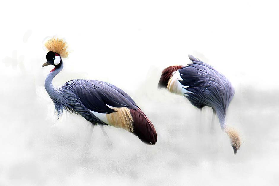 Africa Bird Cranes Grey-Crowned-Crane