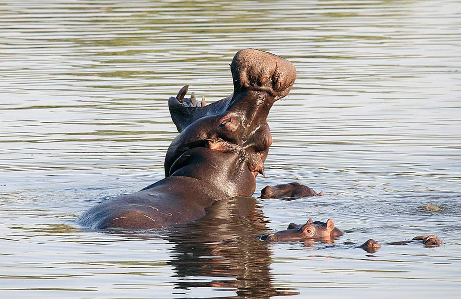 Mammals South-Africa Nature Hippopotamus