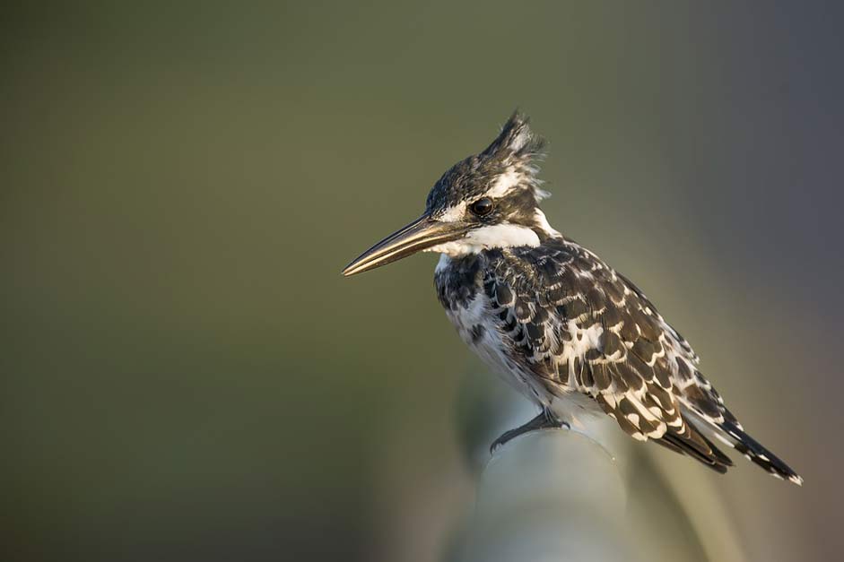 Bird Pied-Kingfisher Pied Kingfisher