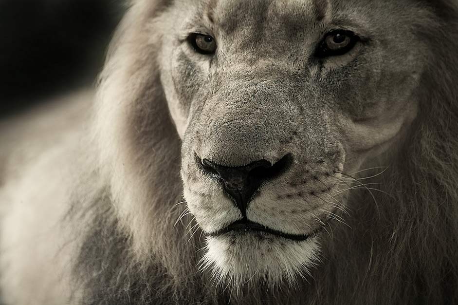 Safari Africa Animal-Portrait Lion