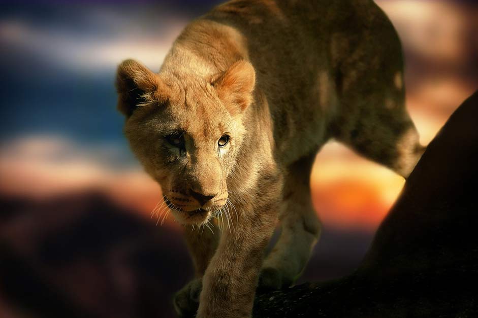 Animal Africa Lion Lion-Cub