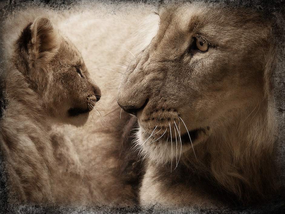Animal Baby-Animal Lion-Cub Lion