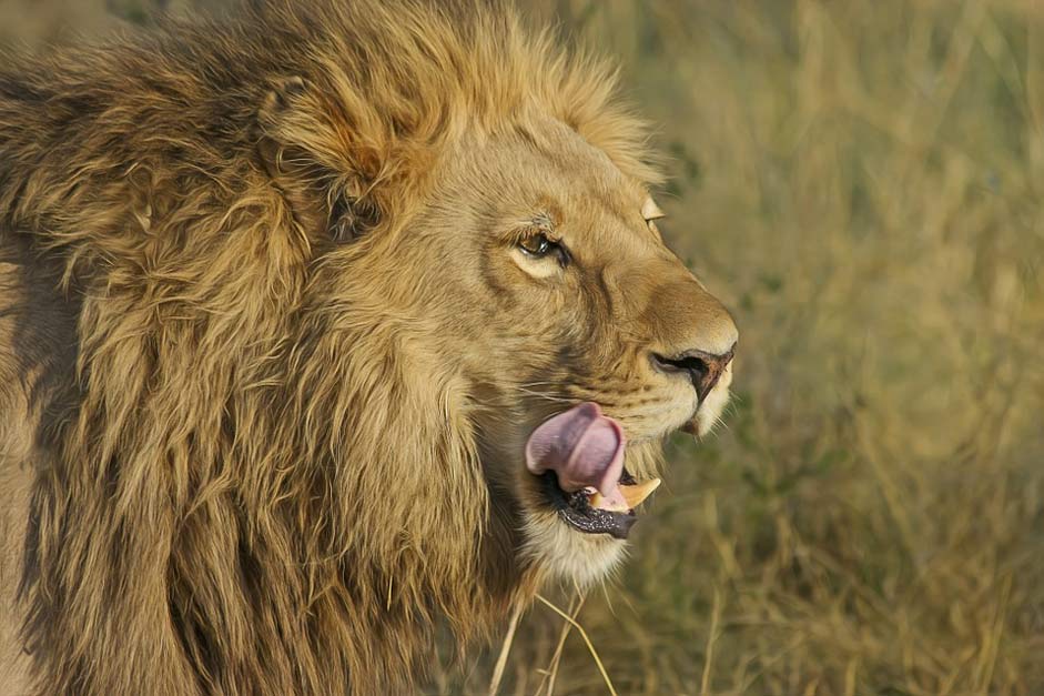 Safari Big-Cat Predator Lion