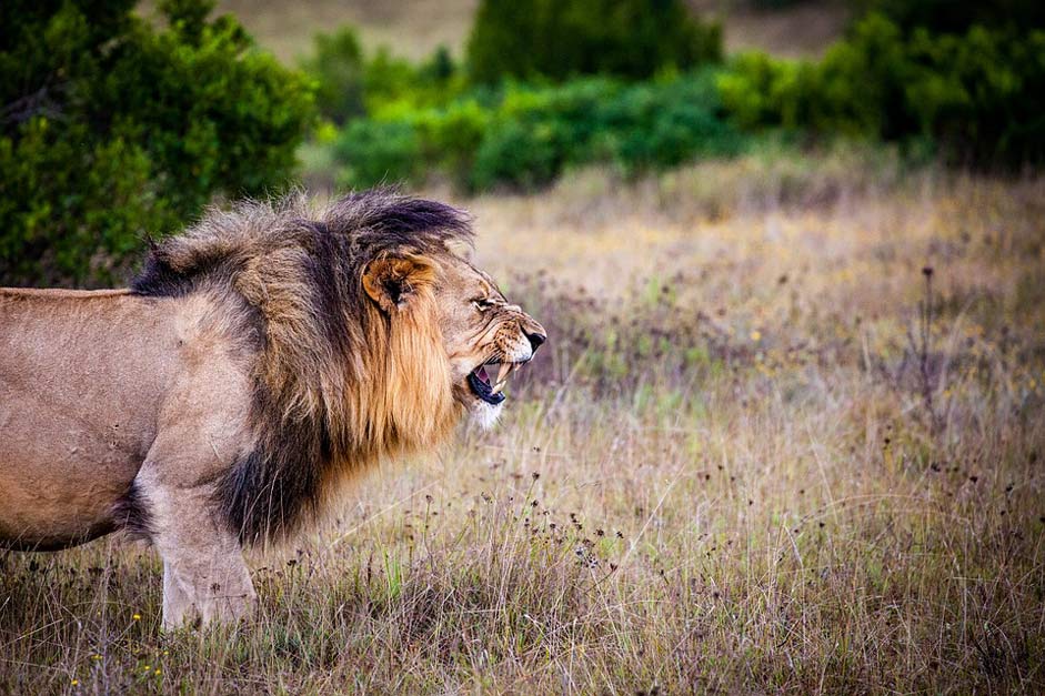Wild Big-Cat Predator Lion
