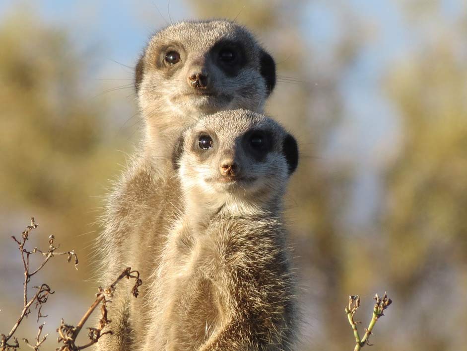 Wildlife Wild Animal Meerkat