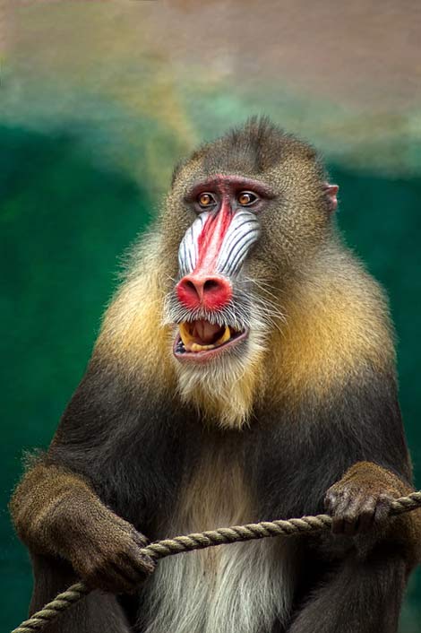 Baboon Africa Mandril Monkey