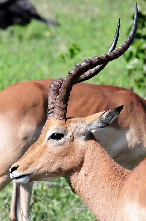 Africa Nature Antelope South-Africa