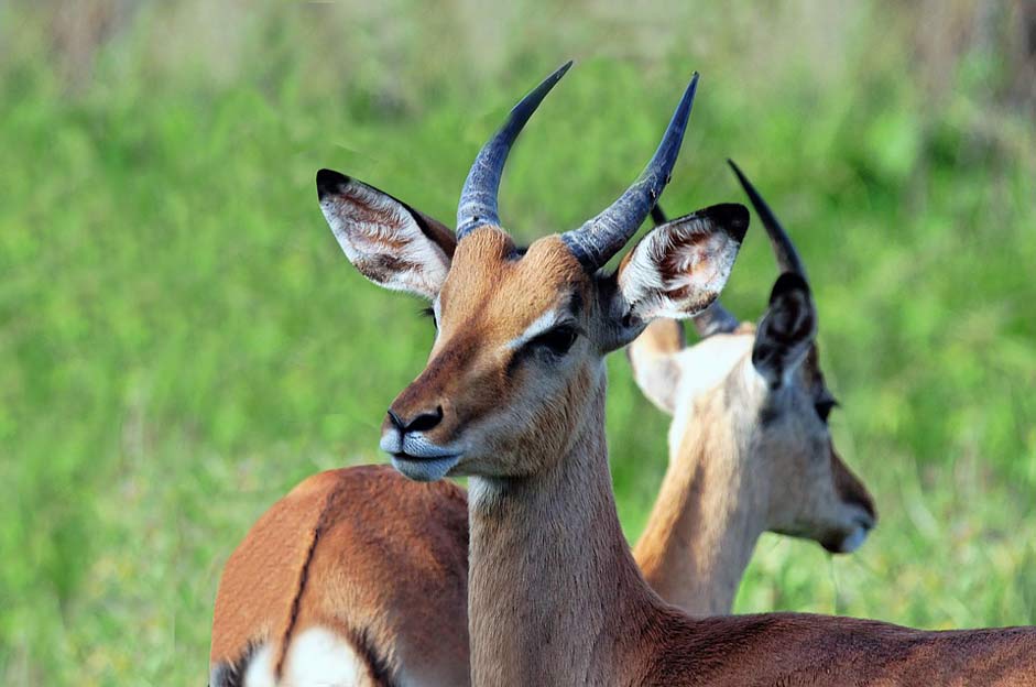 Africa Nature Antelope South-Africa