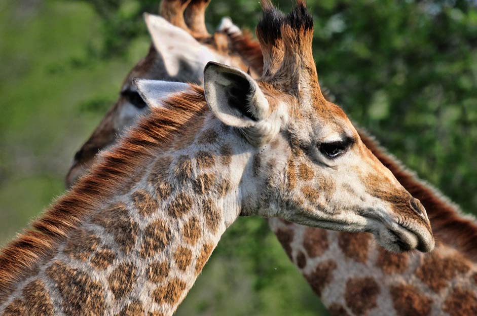 Africa Nature Giraffe South-Africa