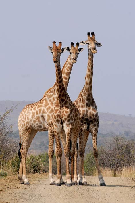 Pattern Giraffes Hluhluwe South-Africa