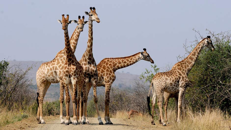 Wild-Animals Giraffes Hluhluwe South-Africa