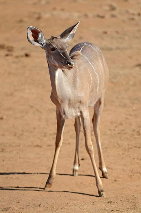 Nature Safari Pilanesberg South-Africa