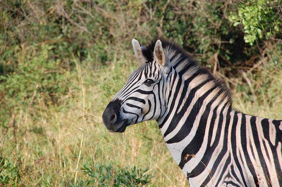 Wildlife Nature Wild South-Africa