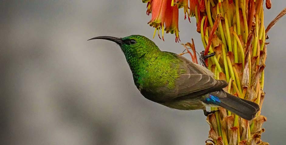 South-Africa Flower Bird Sunbird