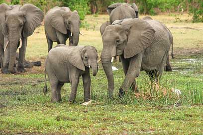 Elephant Proboscis African-Bush-Elephant Africa Picture