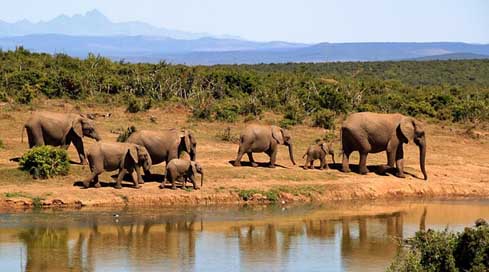 Elephant  African-Bush-Elephant Herd-Of-Elephants Picture