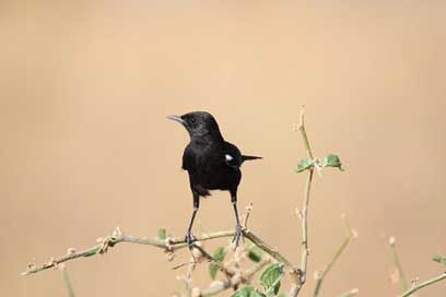 Bird Africa Animal Black Picture
