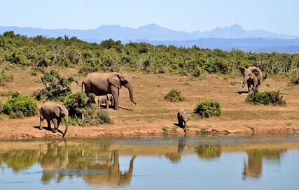 Elephant  Animals Herd-Of-Elephants Picture