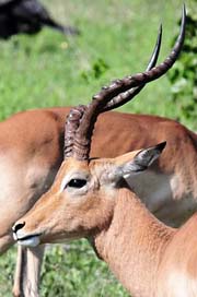 South-Africa Africa Nature Antelope Picture