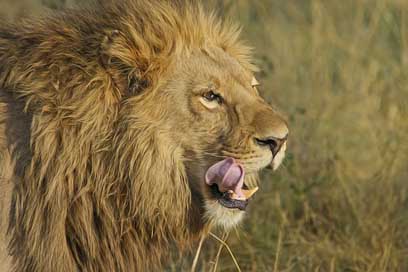 Lion Safari Big-Cat Predator Picture
