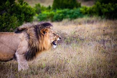 Lion Wild Big-Cat Predator Picture