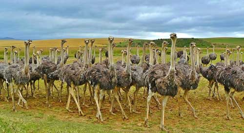Ostriches Ostrich Bouquet Birds Picture