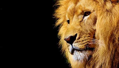 Lion Animal Dangerous Wild-Animal Picture