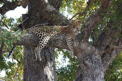 South-Africa Tree Leopard Duluni Picture