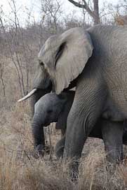 Duluni Elephants Safari South-Africa Picture