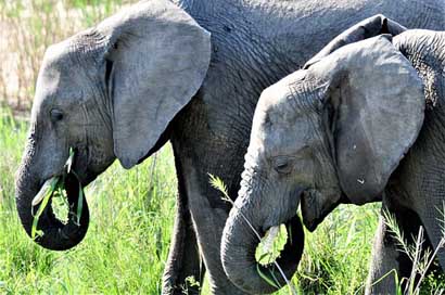 Elephant Nature South-Africa Mammal Picture