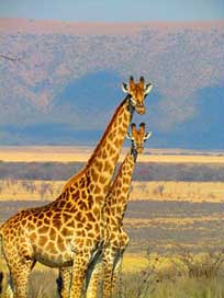 Giraffes Africa Safari South-Africa Picture