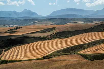 Landscape Ploughed Harvest Wheat-Fields Picture